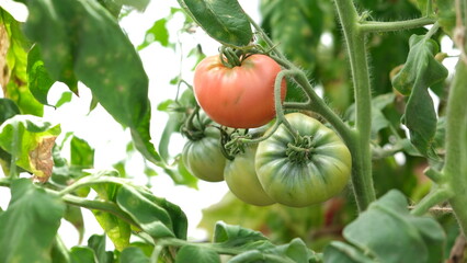 red and green tomatoes on the bushes
