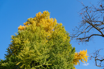 大イチョウと残り柿