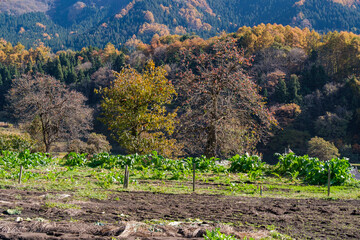 山村の柿