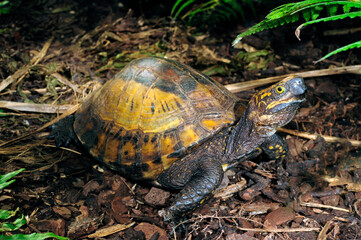 Indochinese box turtle // Hinterindische Scharnierschildkröte (Cuora galbinifrons)