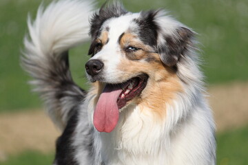 australian shepherd,