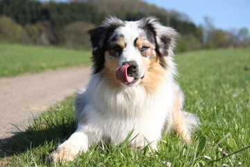 australian shepherd