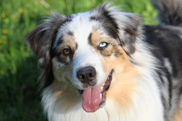 Australian Shepherd