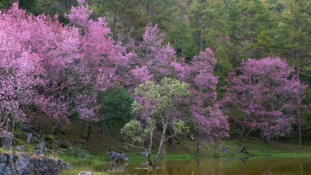 Blooming sakura trees near mountain lake. Asian tourists relax and make photos in public park with blossom pink cherry tree flowers. National park Doi Inthanon in Chiang Mai, Thailand