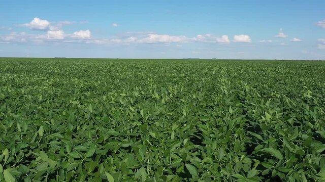 SUPER SLOW MOTION - BEAUTIFUL HORIZONTE SOYBEAN FARM WITH BLUE SKY - PANORAMIC DRONE AERIAL IMAGE TO LEFT