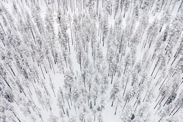 Kiefernwald als Luftansicht im Winter 