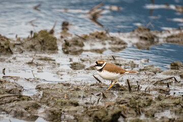 Little Ringed Plover