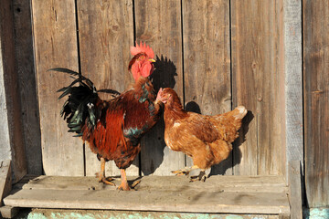 Rooster and chicken on the doorstep of the barn in sunny winter weather