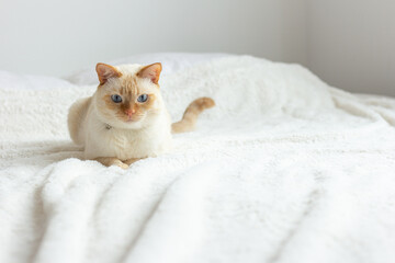 A domestic cat with a red nose and ears, with blue eyes, rests lying on a white bedspread on the bed and looks carefully straight ahead. - Powered by Adobe