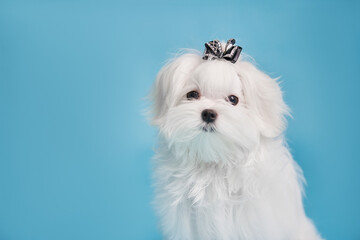 Portrait of a Maltese puppy on a blue background, close-up
