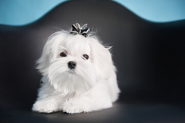 Maltese breed dog lies on a black chair