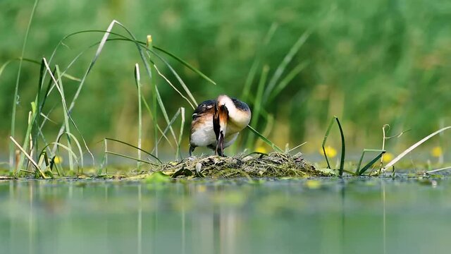 Great crested grebe (Podiceps cristatus) on nest.