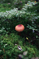 Mushrooms in a Finnish forest
