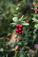 Obraz premium berries