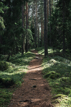 A Finnish Forest