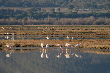 Fototapeta na wymiar Italy Tuscany Grosseto Castiglione della pescaia, maremma, along the river Bruna Diaccia Botrona, flamingos in the lagoon feed at sunset