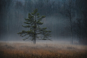 Nebel über dem Moor