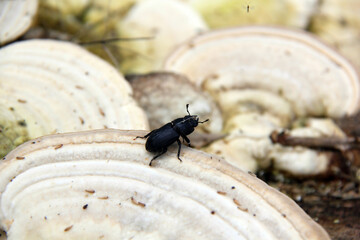 insecte noir