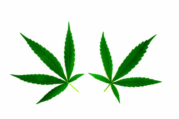 Cannabis,  marijuana plant isolated on white background..