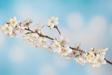 Blooming plum tree flowers on blue sky background