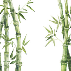 Green bamboo composition on white background. Watercolor illustration.