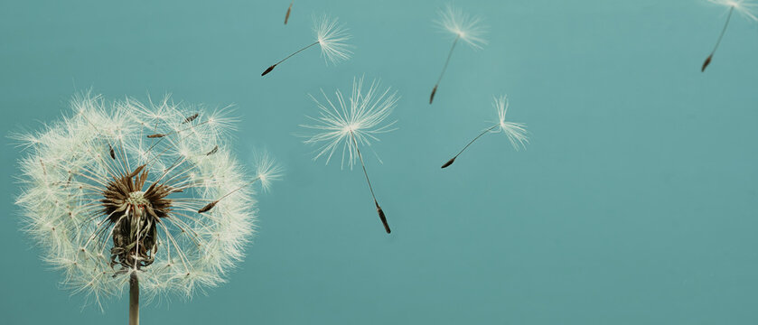 White dandelion with seeds flying away. Closeup
