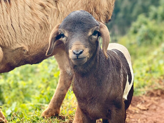 Obraz premium afrique