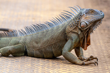 Grüner Leguan (Iguana iguana) in Costa Rica - obrazy, fototapety, plakaty