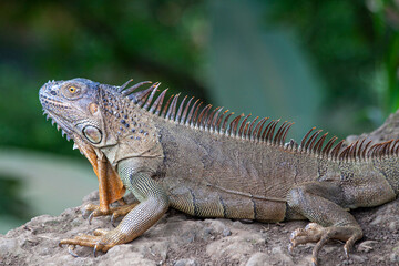 Grüner Leguan (Iguana iguana) in Costa Rica