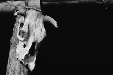 Animal skull hanging on a wall
