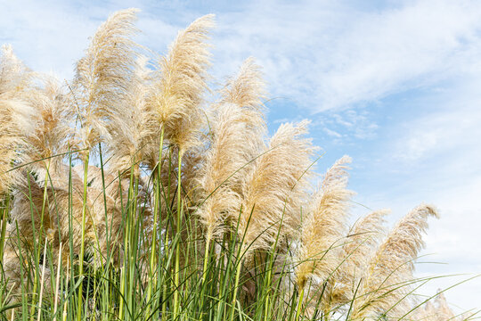 Pampas grass on Windy cloudy day