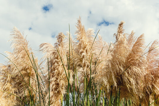 Pampas grass on Windy cloudy day