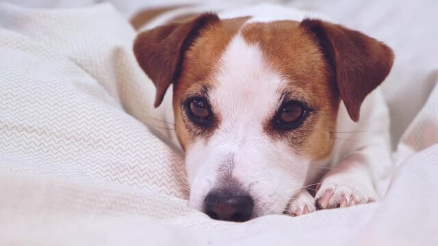 Close-up portrait of beautiful jack russell terrier dog lying on light bed linen, resting his head on paws and looking at camera. Cozy evening at home with pets. High quality 4k footage