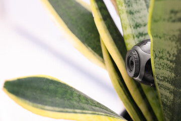 Camera hidden in flowerpot with houseplant on blurred background. Space for text