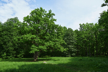 park in summer, green trees and green lawns