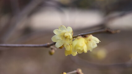 咲き始めた蝋梅の写真