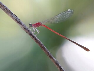 dragonfly on a branch