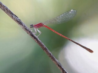 dragonfly on a branch