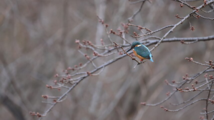 野鳥の宝石と言われているカワセミの写真