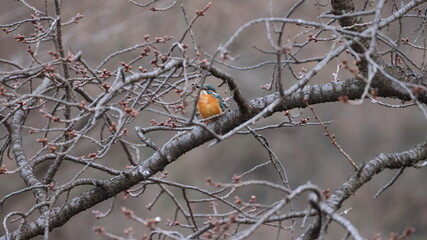野鳥の宝石と言われているカワセミの写真