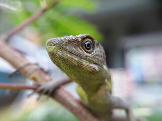 lizard on a tree
