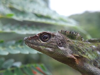 close up of a lizard