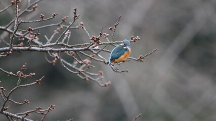 野鳥の宝石と言われているカワセミの写真