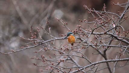 野鳥の宝石と言われているカワセミの写真