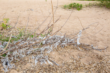 tree on the beach with garbage