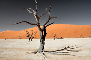 Fototapeta na wymiar Verdorrte Bäume im Sossusvlei (namibische Wüste)