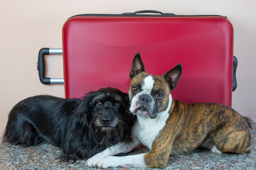 two dogs, small schnauzers and a Boston terrier with a large red suitcase. Concept of travel  with dogs