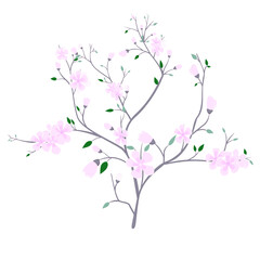vector illustration with branches,leaves and pink cherry flowers isolated on white blackground.