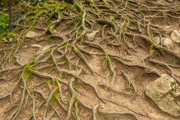 roots of a tree
