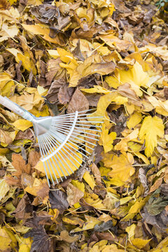 Close-up of a rake on a pile of dry yellow autumn leaves.